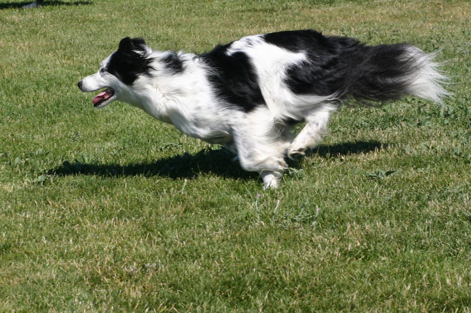 borzoi border collie mix