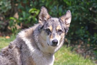 Photo of Tika resembling a wolf