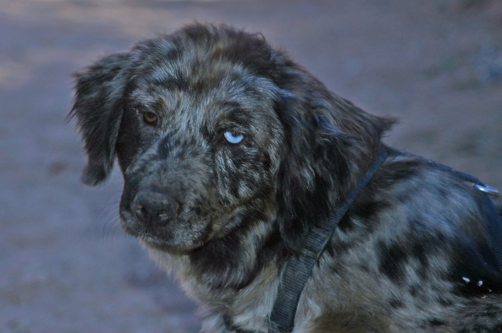 Speckled Puppy