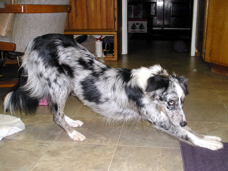  registered, pedigreed blue merle Border Collie as my next agility dog.