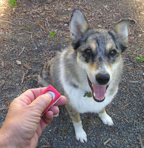 Clicker trénink I.