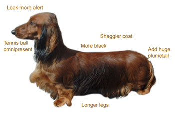 Semidachshund labeled breed photo