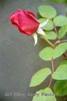 Rose 1b