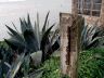 IMG6.03Agave.JPG